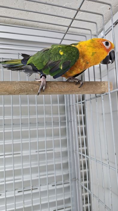 Aratinga jandaya