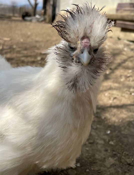 Інкубаційні яйця Китайських шовкових
