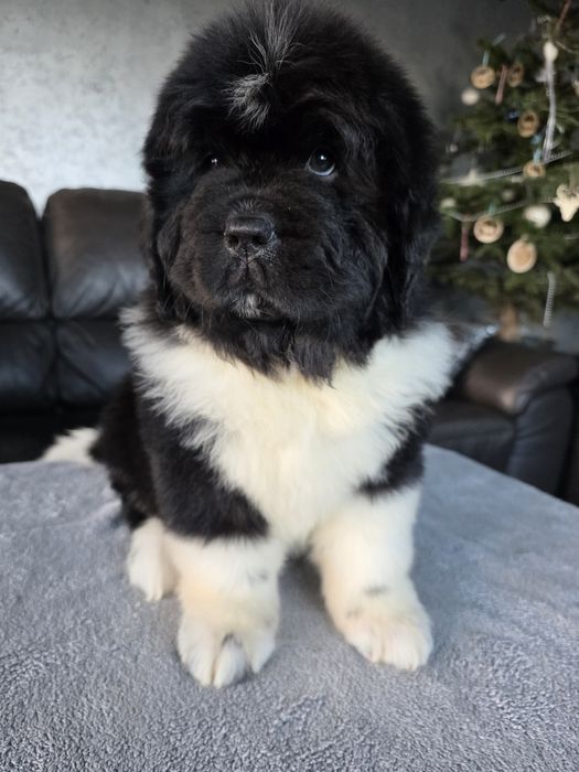 Nowofundland szczenie ZKWP FCI doskonały rodowód