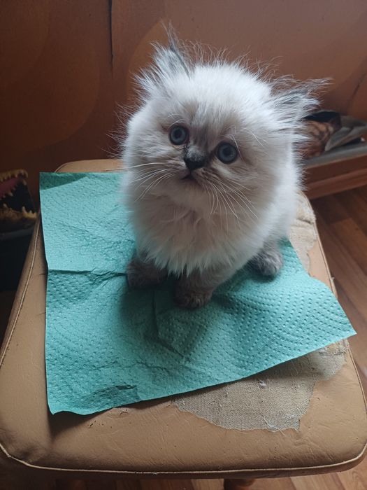 Мальчик невской маскарадной в поиске  семьи.