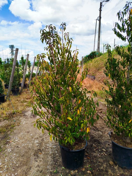 Prunus Lusitania vaso 30  Lts