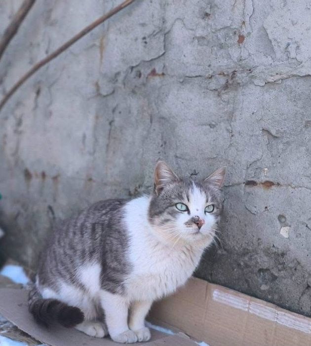 Отдам белого с рябым кота
