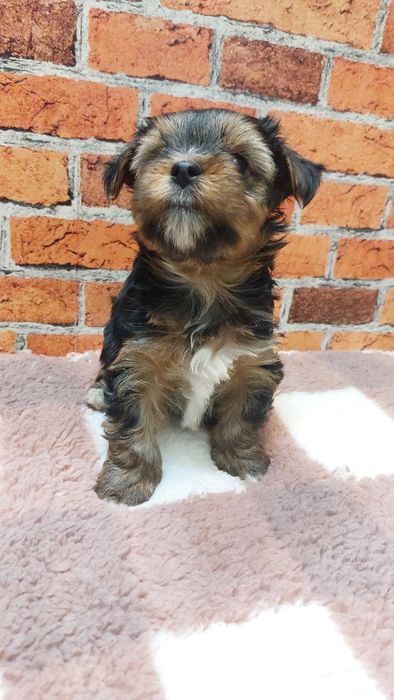 Chlopak yorkshire terrier
