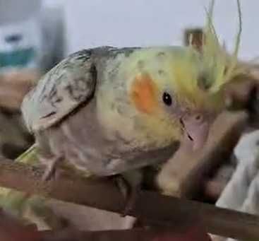 Caturra com 2 meses super dócil criada à mão