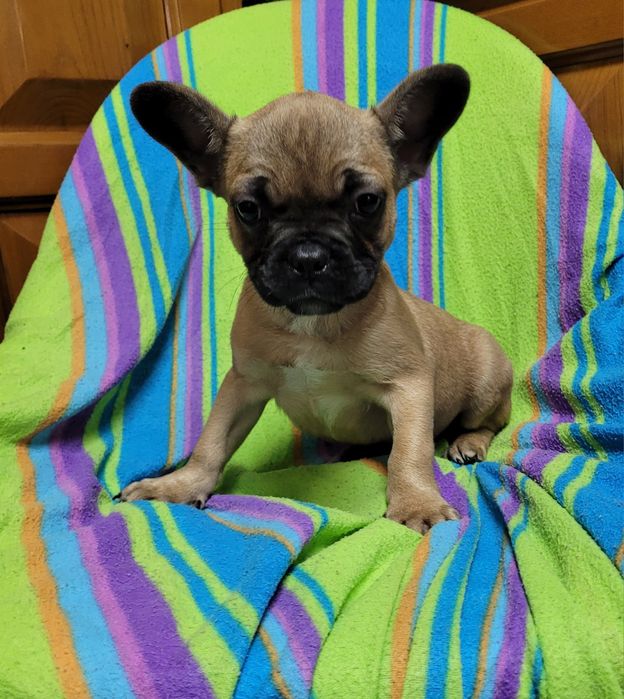 Bulldog francês bebé