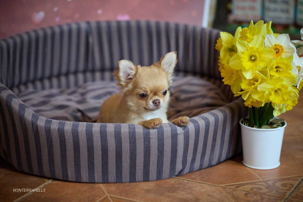 Елітні цуценята ~ Чихуахуа КСУ -