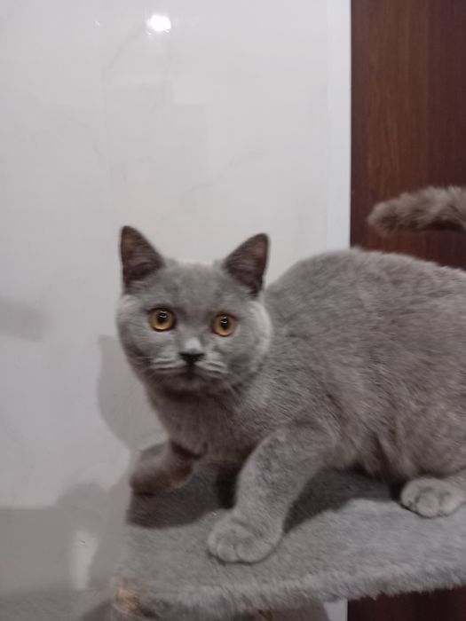 Kotek kocurek szkocki