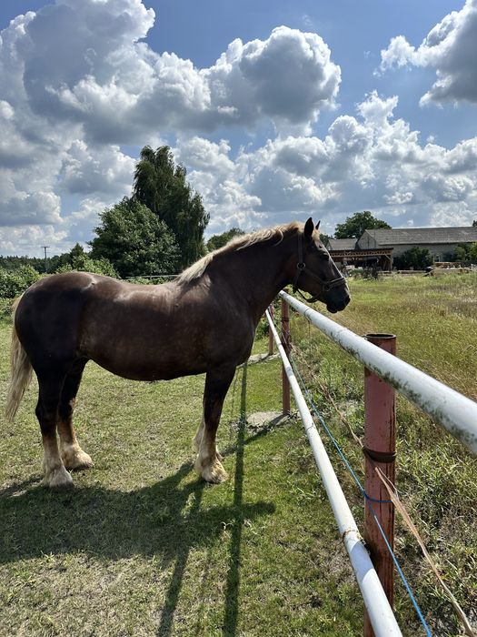Sprzedam klacz zimnokrwistą