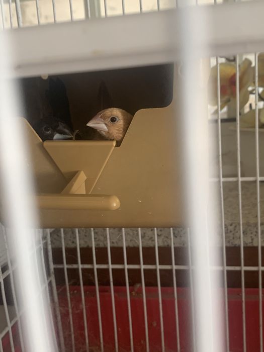 Vendo tudo ou troco por ring necks