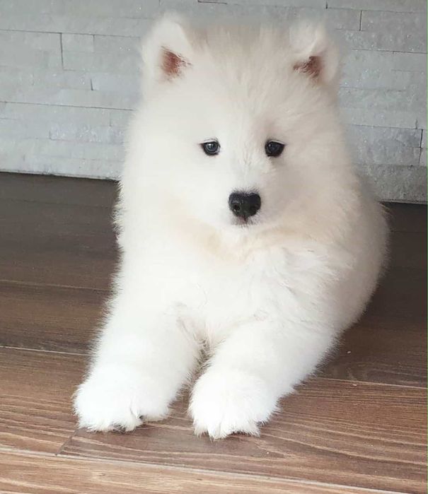 Samoyed suczka już do odbioru