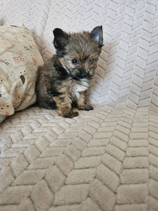 Yorkshire terrier piesek