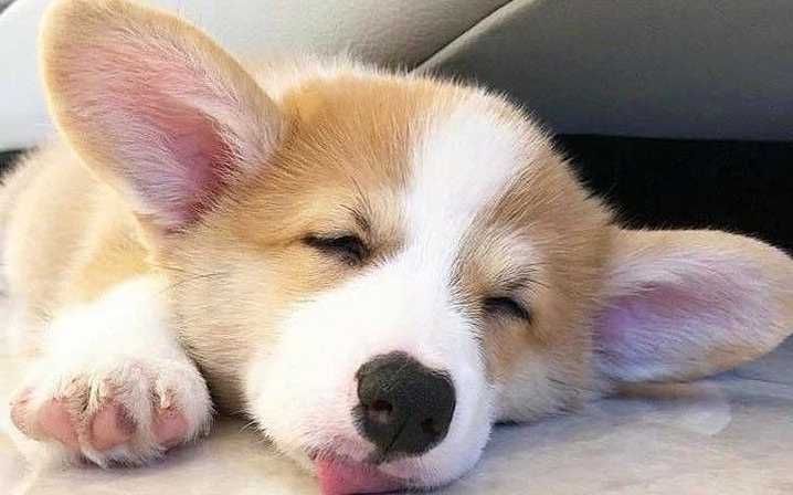 Пропонуємо цуценят коргi