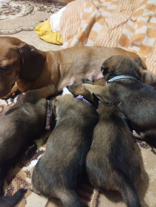 Ексклюзивні малечі метісіки.