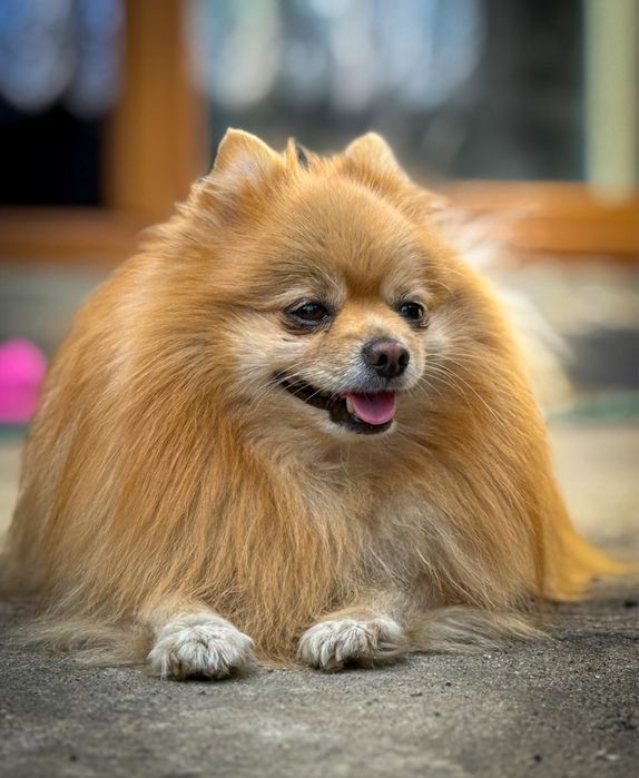 Opieka nad psem , kotem , hotel psi