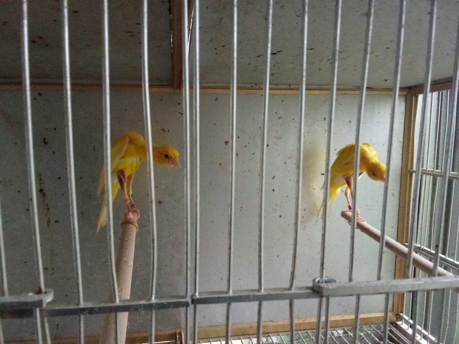 Casal giboso espanhol c