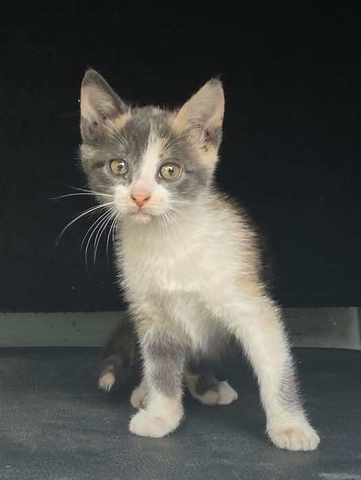 5 gatinhos para adoção