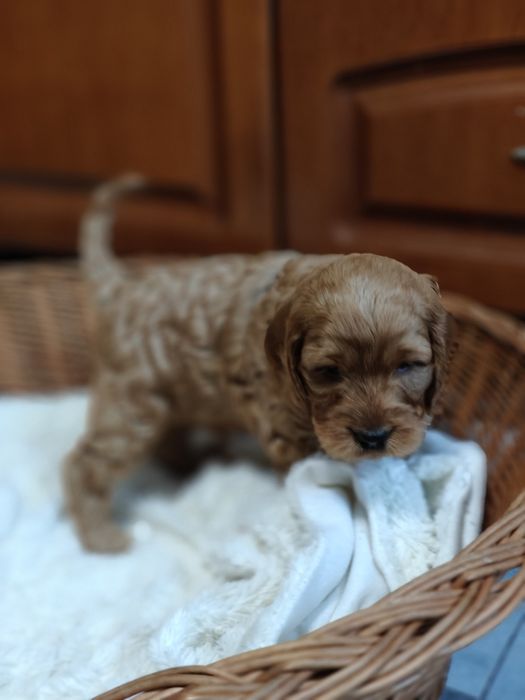 Cockapoo.Arnold.Badania.Cocker Spaniel Angielski/ Pudel miniaturowy
