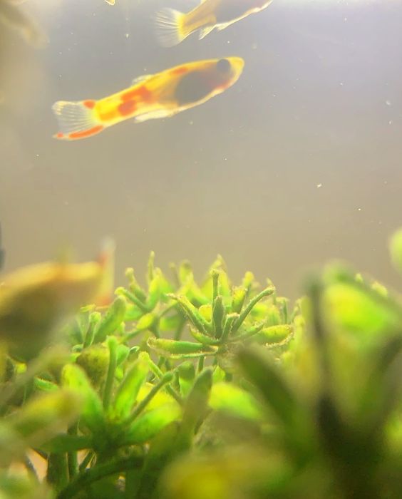 Guppys Guppies Endler