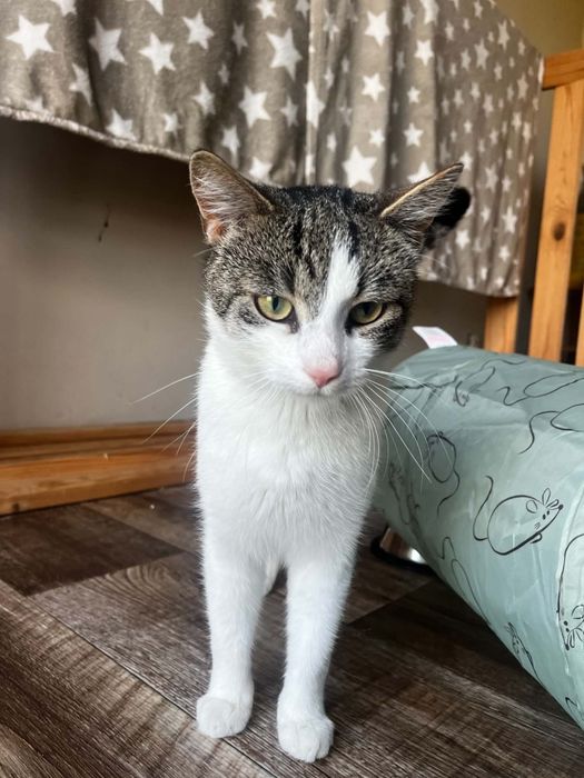Maciuś kot do adopcji