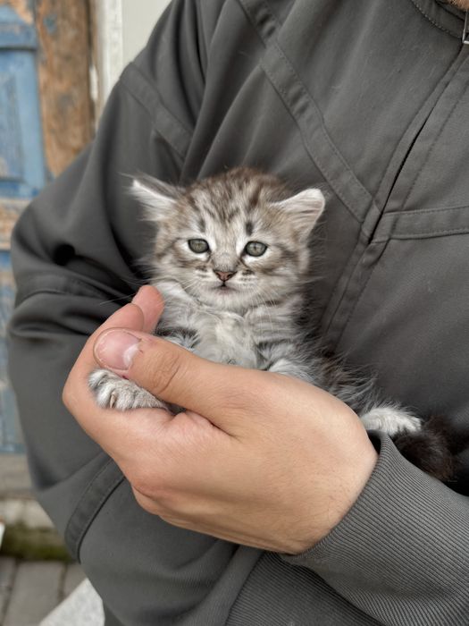 Віддам кошеня дівчинка