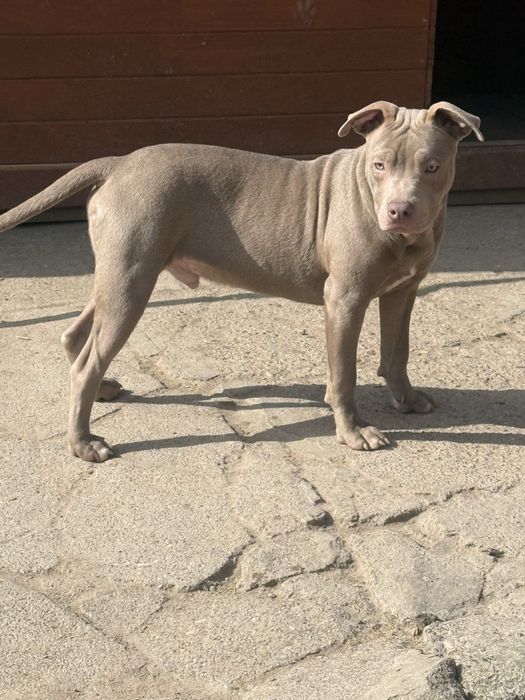 American Pit Bull Silver Fawn piesek