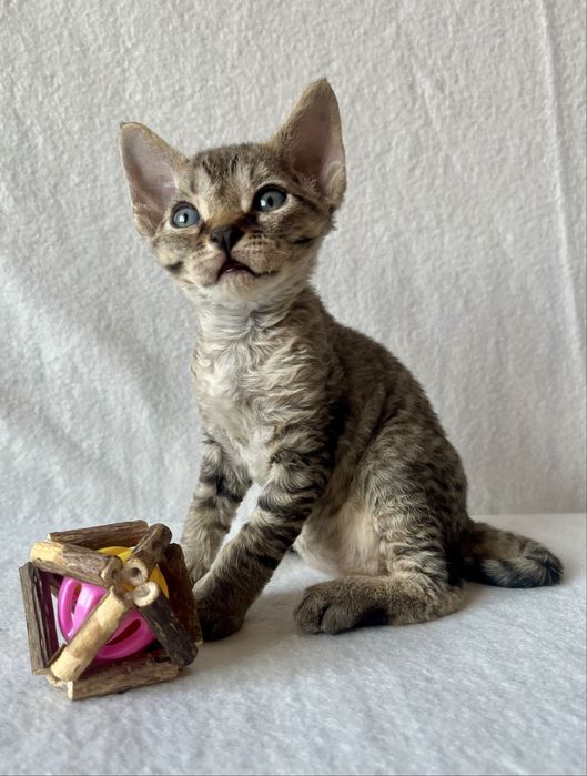 Котик Девон рекс/Devon Rex