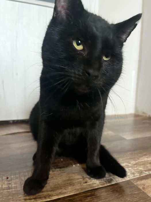 Ferduś kot do adopcji