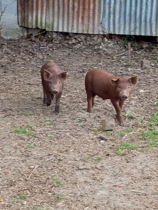 Vendo leitões duroc com pietran