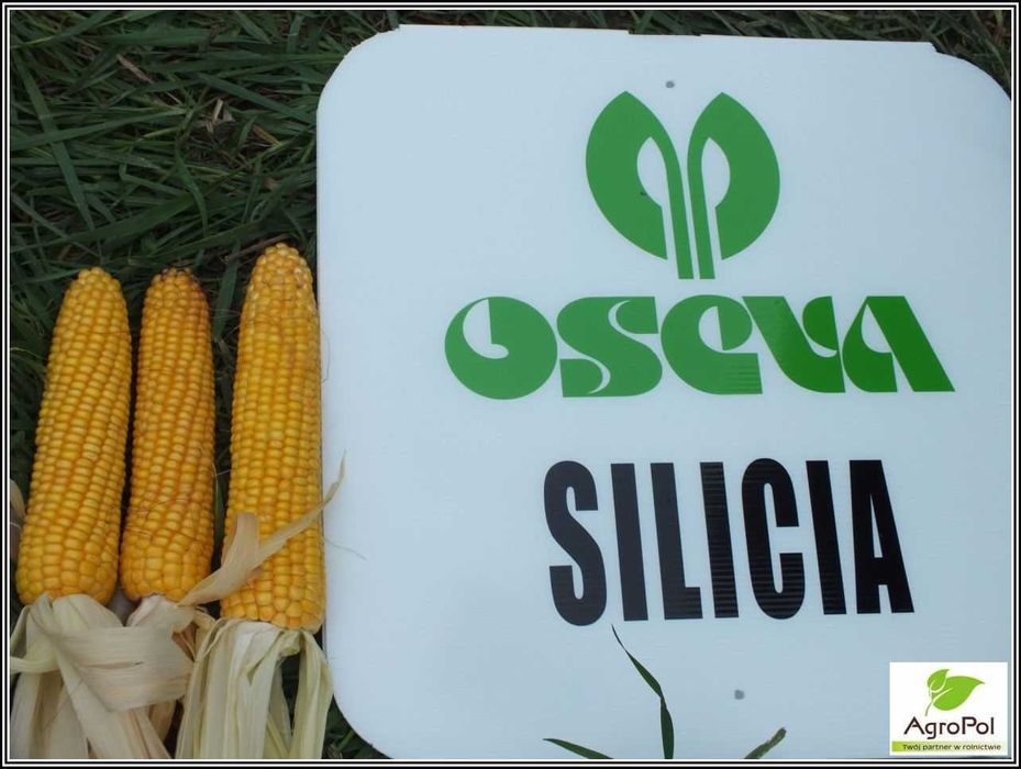 Bardzo Wczesna Kukurydza SILICIANA Fao 140 -Siew po Rzepaku i Jęczmieniu Ozimym