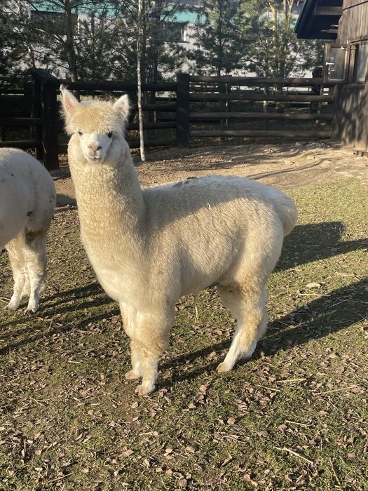 Alpaka samiec 9 miesiecy