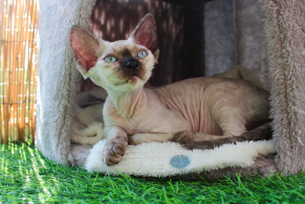 Koteczka Devon Rex DEE DEE