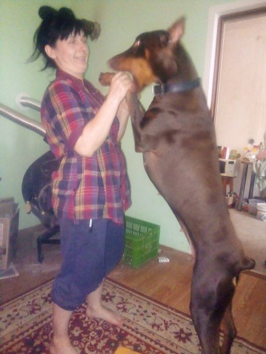 Продаються  доберманчики.Дуже розумні пси і охорона.