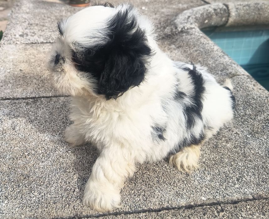 Shih-tzu  macho  lindíssimo, vacinado e desparasitado