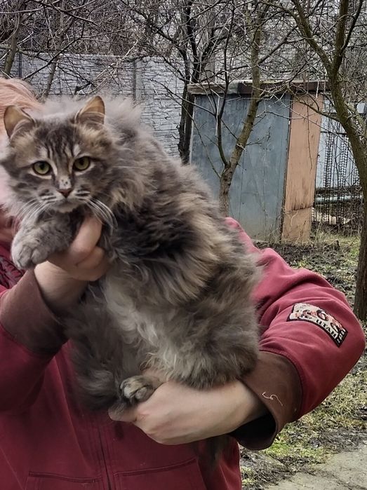 Котик 7-8 месяцев, пушистый, ласковый, мурчащий . В хорошие,добрые  ру