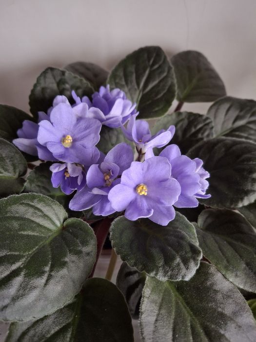 Фиалки  трейлеры