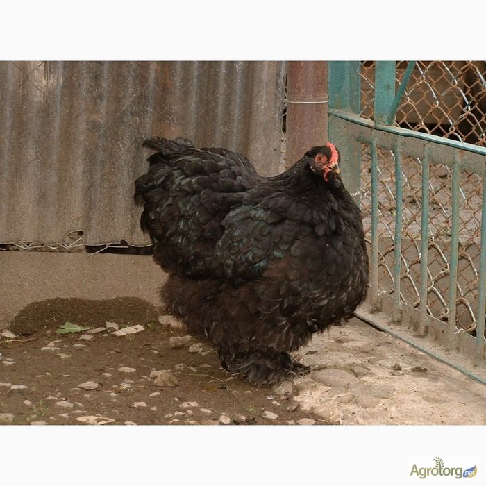 Кохінхін чорний.Інкубаційне яйце