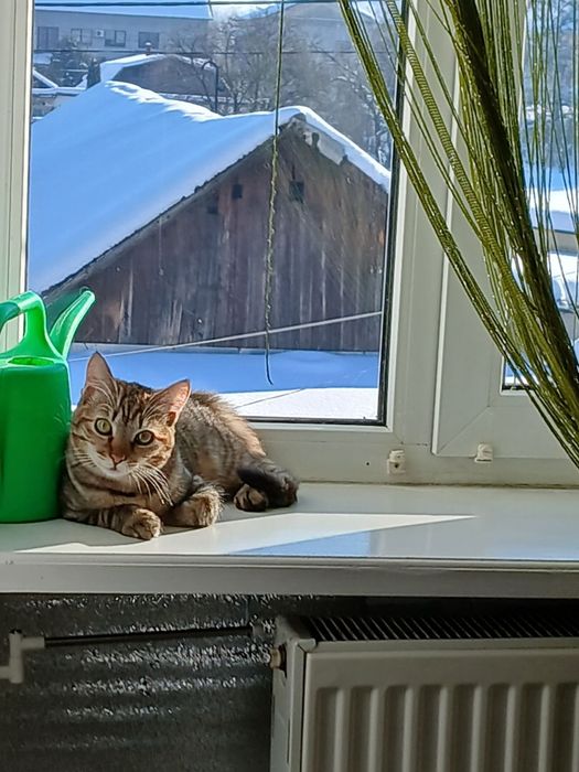 Коти безкоштовно