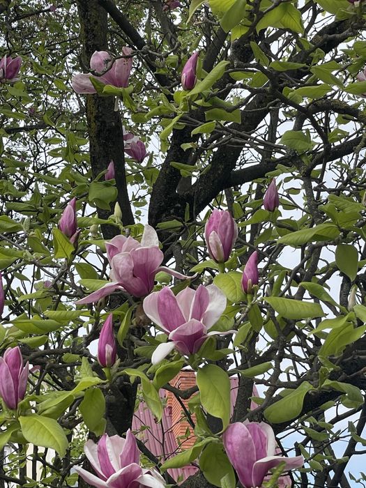 Шикарна ділянка в районі Цегольнянської