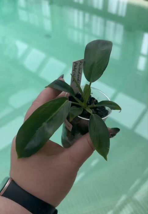 Philodendron patriciae філодендрон патріція