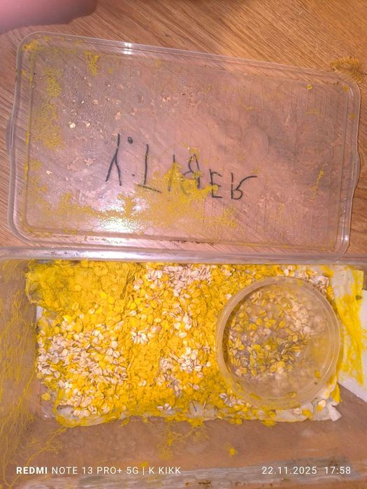 Sklerocjum śluzowiec "Day Walker,,- Blob  Isopody/Skoczogonki