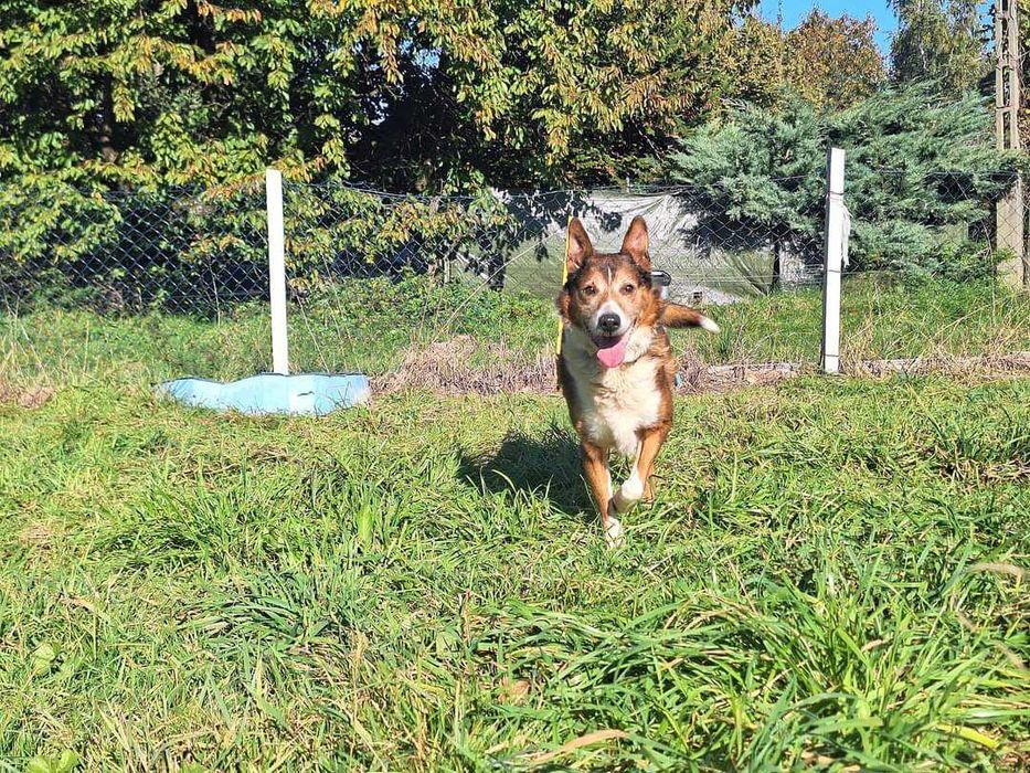 mix owczarka Collie szuka domu