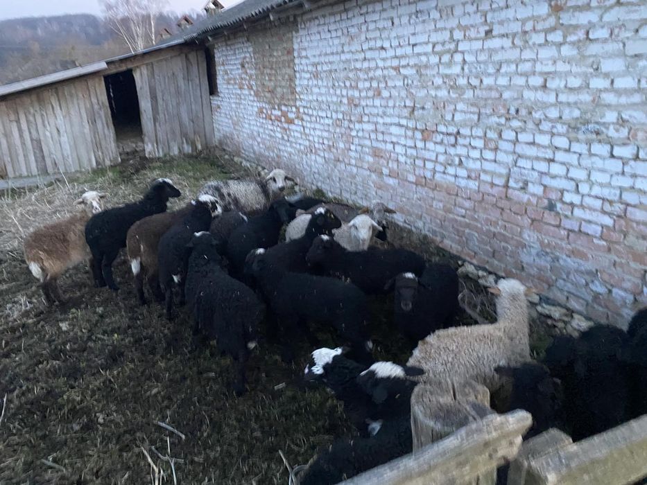 Продам ЯГНЯТА Жирнохвостики