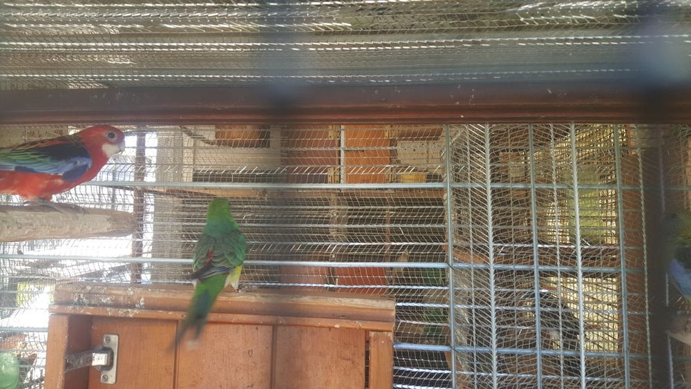Vendo pavões e um remp ramp