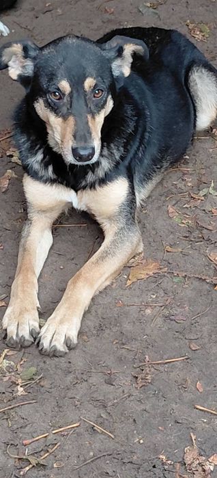 Прилаштовується гарна дівчинка