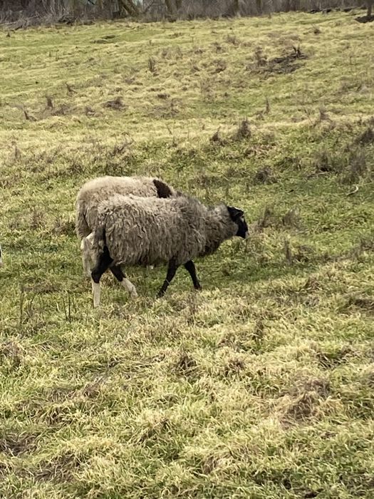 Романовський баранчик