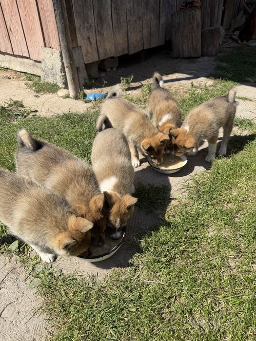 Продам мисливських породистих цуценят