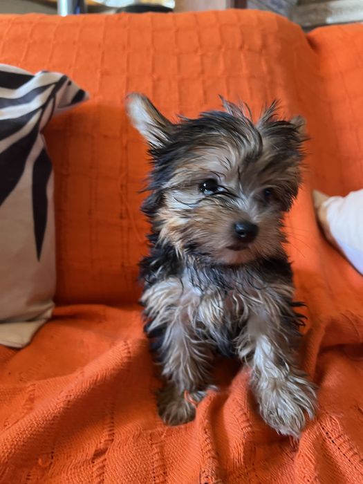 Yorkshire terrier femea miniatura excelente