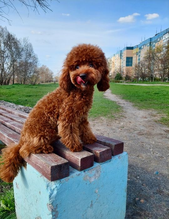Вязка той пуделя.