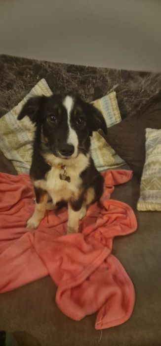 Bordel collie suczka