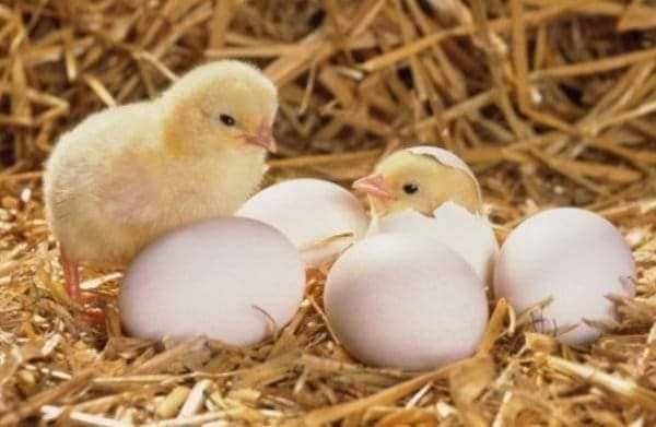 Суточный Бройлеры (ВЕНГРИЯ)